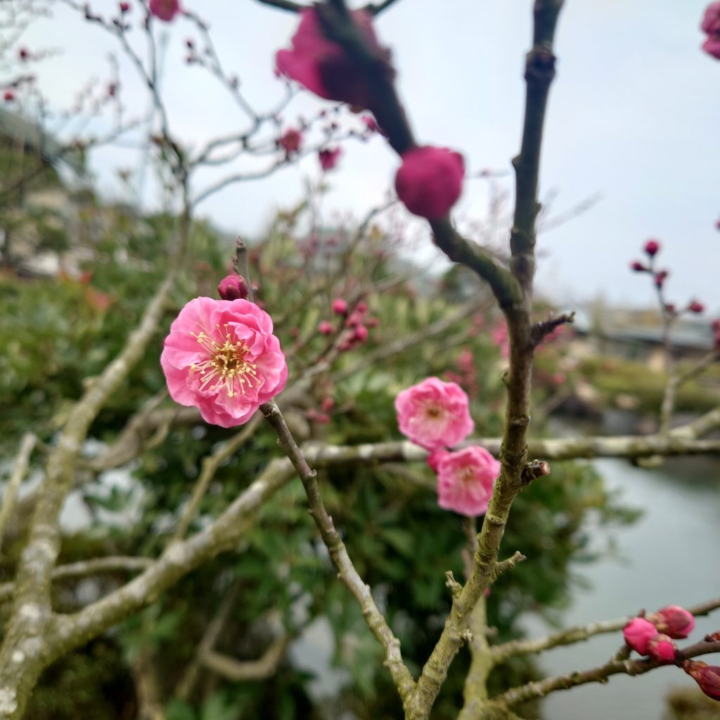 鳥屋野潟の公園天寿園、かわいい桃の花咲いてました