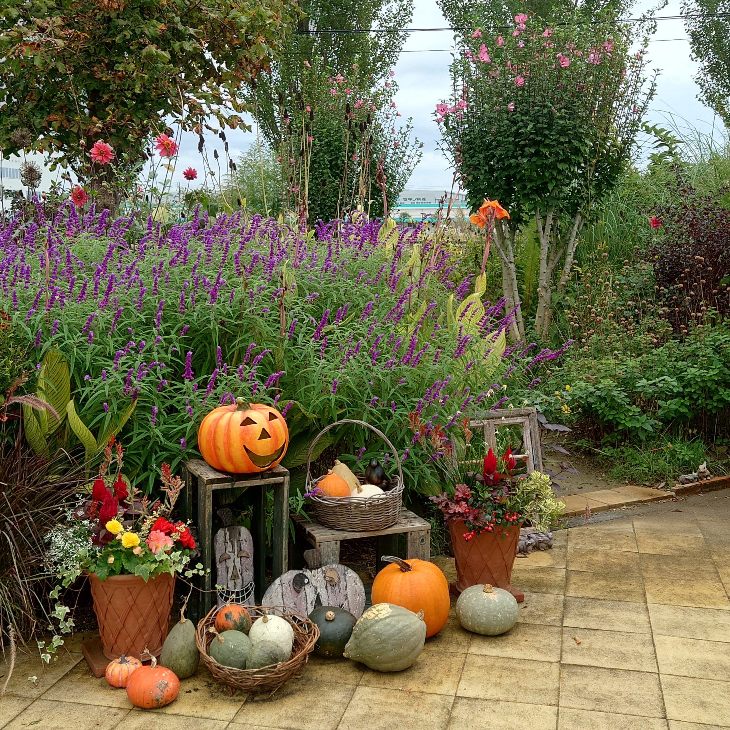 見附イングリッシュガーデン🎵